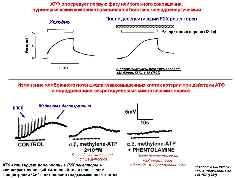 1 min Раздражение нервов (12 Гц) После десенситизации Р2Х рецепторов Sjöblom-Widfeldt N. 1 min Раздражение нервов (12 Гц) После десенситизации Р2Х рецепторов Sjöblom-Widfeldt N.